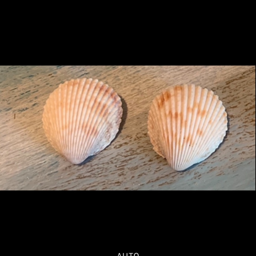 Artisan Shell Pierced Earrings
